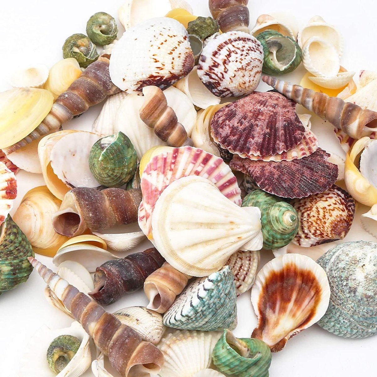 Peter Pan Shells Little Mermaid Centerpiece Fairytale Weddings Favors Craft Under the Sea