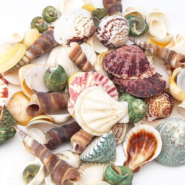 Peter Pan Shells Little Mermaid Centerpiece Fairytale Weddings Favors Craft Under the Sea
